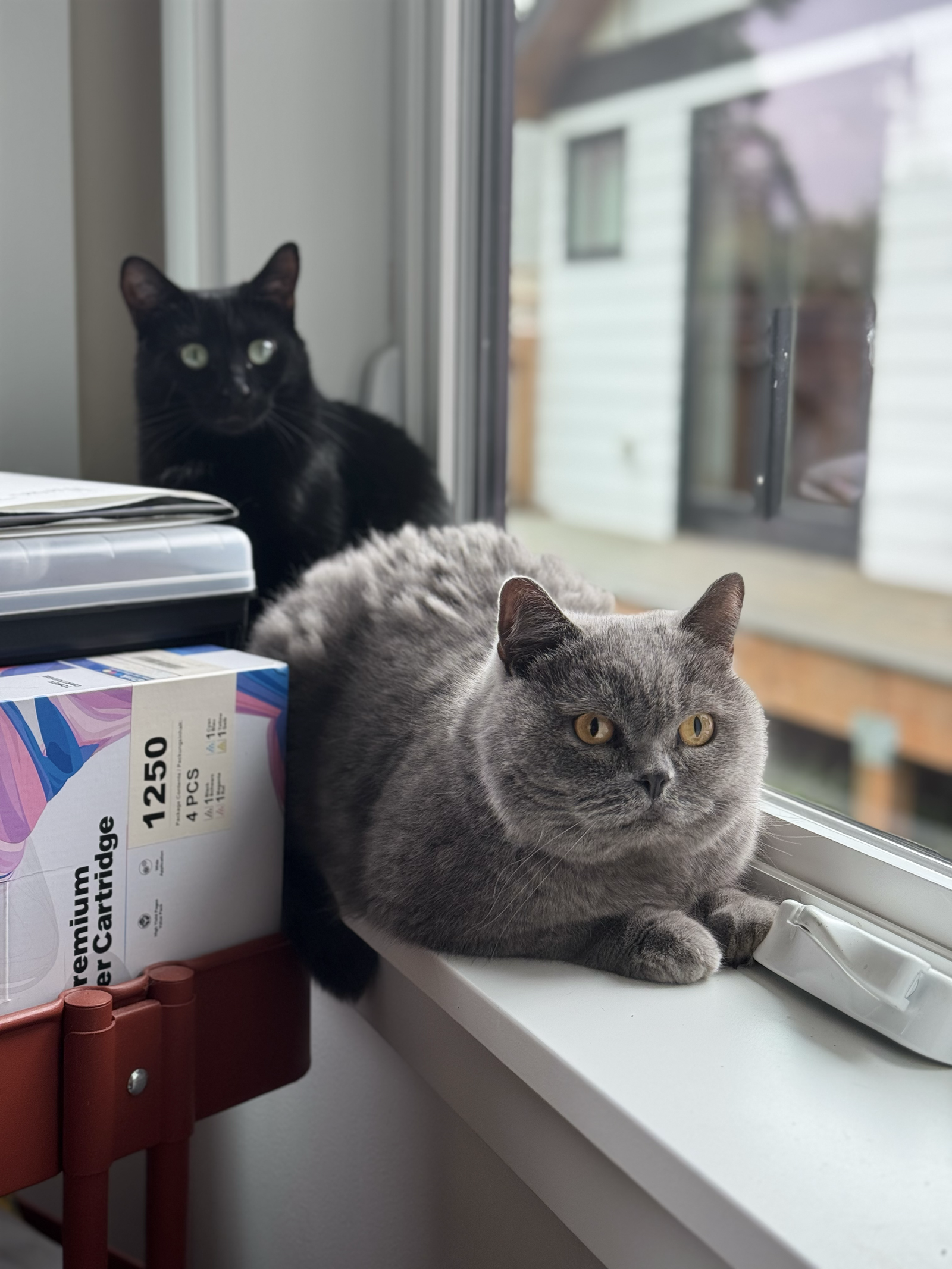 The two real cats who inspired Pawmination, relaxing by a window.